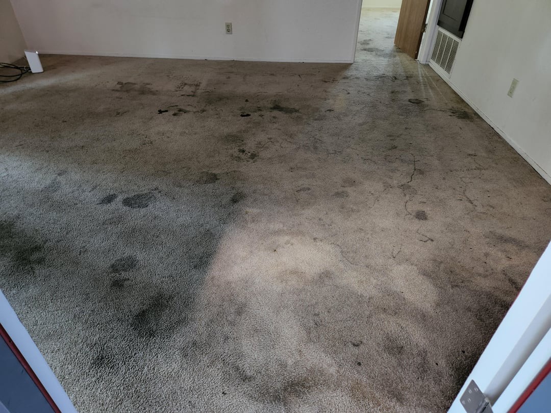 Professional Carpet Cleaning Services in Philadelphia and the Main Line – Blue Stream Cleaning