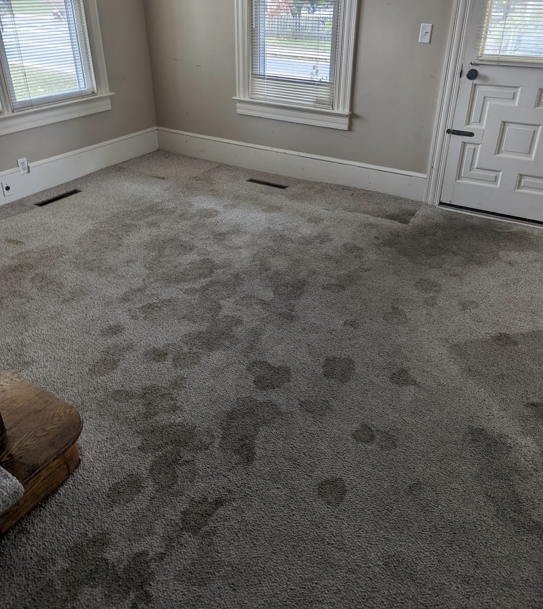 Carpet Cleaning