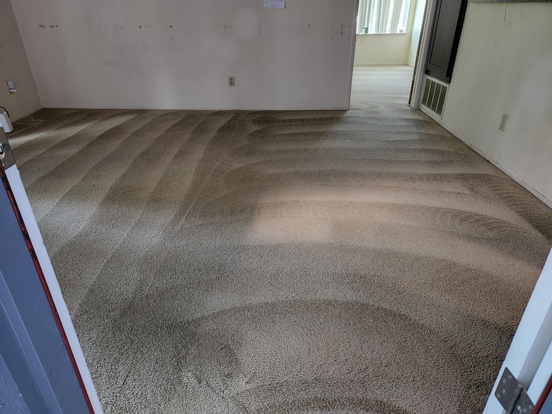 Professional-Carpet-Cleaning-Services-in-Philadelphia-and-the-Main-Line-Blue-Stream-Cleaning 0